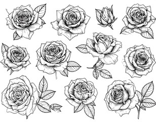Elegant rose illustrations showcasing detailed botanical artistry in black and white