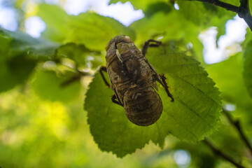 Shell of cicada larva resembles monster. Goddess Eos transformed aged disgusting husband Tithonus...