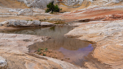 White Pocket in Utah, USA, a remote ecpanse of Navajo sandstone sculpted by wind and erosion into swirling, brain-like formation with vivd red, pink, orange, and white layers