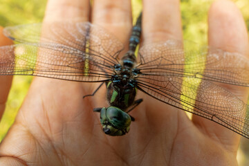 A large dragonfly hawk Aeshna. On the coast of the Sea of Japan, Primorsky Krai. On hand