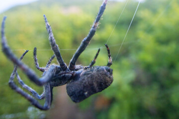 A tangle-web spider (Theridiidae) on a web in a broad-leaved oak forests in Sikhote Alin mountains....