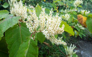 Sakhalin knotweed (ReynuРіtia sachalinensis) thickets of shrubs. Russian Far East. Sakhalin...
