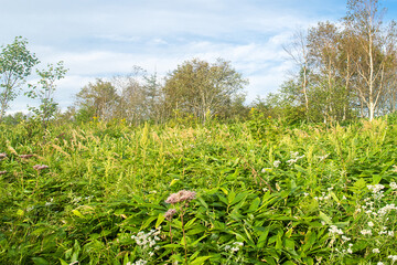 Sasa kurilensis. West Sakhalin Mountains, hill country. Glade of ilver fir-spruce taiga forest, Sea of Japan. Damp taiga meadows. Japanese herbal medicine