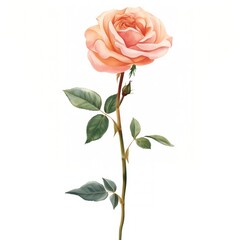 Obraz premium Pastel coquette rose illustration flower art.