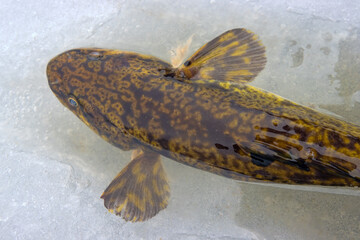 Ice fishing. Eelpout (Lota lota) in late winter on northern rivers. Fishing line for bottom (leger...