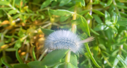 A very funny but very harmful fluffy caterpillar of pale tussock (Calliteara pudibunda). Caterpillar (white form). Europe moths. Pest of fruit crops. The coast of the Sea of Japan, Sakhalin