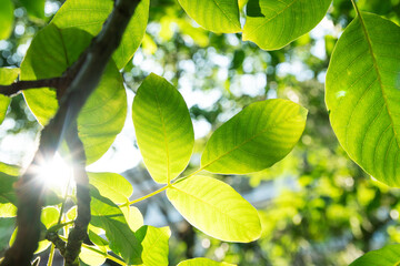 Closeup beautiful view of nature green leaves on blurred greenery tree background with sunlight in public garden park. Copy space.