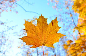 Golden Maple Leaf in Autumn Sunlight with blue sky background