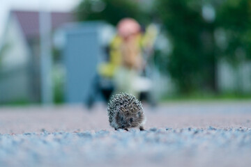 Hedgehog in the wild walking across a country path. Outdoor wildlife scene in natural habitat.