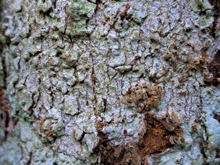 Close-Up of Tree Bark Texture with Natural Moss and Cracks