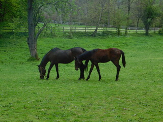 Mare and foal on the ranch 2