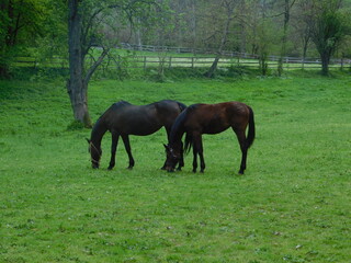 Mare and foal on the ranch 1