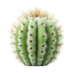 Fototapeta premium Round green cactus with sharp spines isolated on transparent background