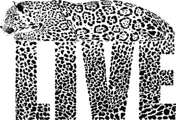 LIVE Leopard
