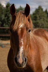 Horse in paddock in front of trees