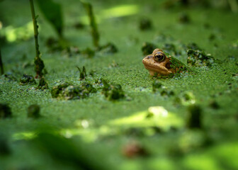 Frog in a garden pond