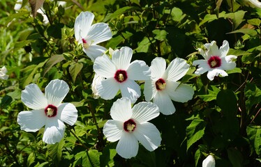 Beautiful white hibiscus flowers with deep crimson centers bloom amongst lush green foliage.