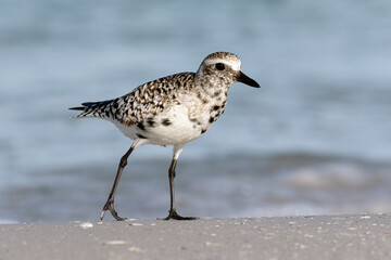 Black bellied Plover, Grey Plover moulting into summer plumage