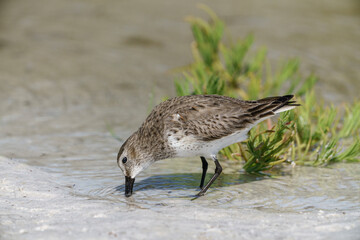 Dunlin
