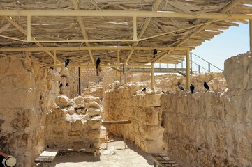 Israel Stone Walls and Black Birds