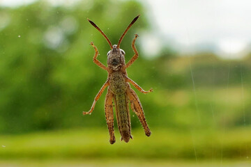 The underside of a Short Horned Grasshopper as seen through a conservatory window. The underside appears to depict a picture of a leopards head - the eyes, nose and mouth can be clearly seen.
