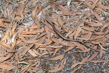 Anguis fragilis among the leaves: perfect camouflage