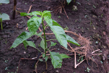 natural young cayenne pepper plants