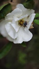 Close-up of a white rose with a bee collecting nectar