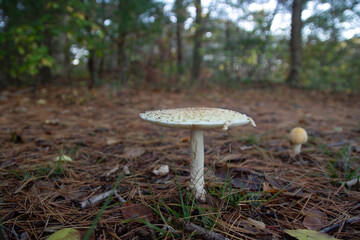 Wild Mushroom Growing on Forest Floor in Autumn