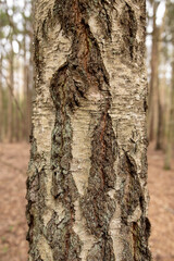 Birch bark, the texture of tree bark. Birch tree trunk