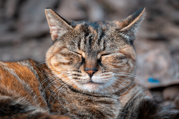 A close-up of a resting tabby cat
