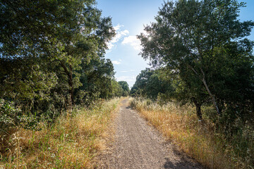 Eco trail winding through golden Alentejo fields under a clear blue sky, capturing the harmony...