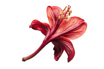 a single, deep red lily with delicate petals and prominent stamens is dramatically lit against a stark black backdrop.