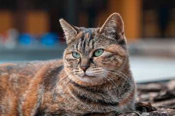 Close-up of a green-eyed tabby cat