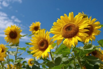 Obraz premium Bright sunflowers blooming against a pristine azure backdrop for nature lovers and gardening enthusiasts seeking vibrant imagery