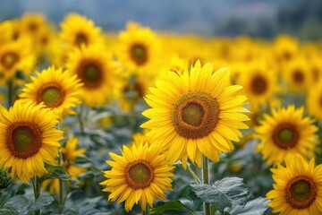 Obraz premium Sunflowers blooming in radiant fields, capturing natural beauty and uplifting energy for home decor and floral lovers. Ideal for brightening cheerful spaces and seasonal designs
