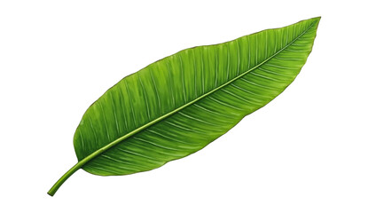Obraz premium Green Banana Leaf PNG Tropical Leaf Isolated on White Background
