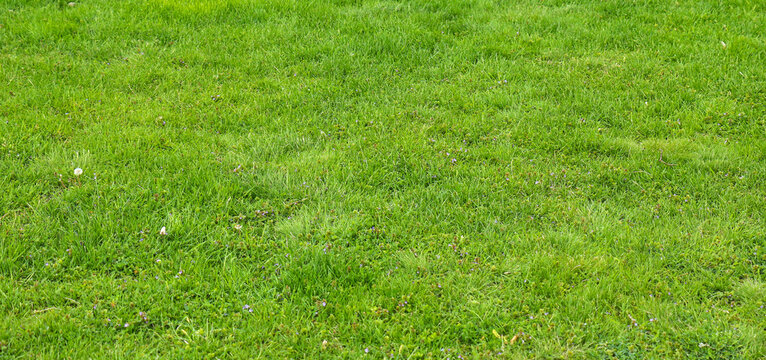 Freshly cut green grass lawn outside pattern background