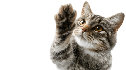 Curious tabby cat raises paw playfully, seeking attention with bright amber eyes and soft fur Isolated on white background
