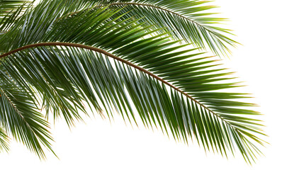 Obraz premium Vibrant green palm fronds sway gently, evoking tropical paradise and serene summer vibes. Isolated on white background