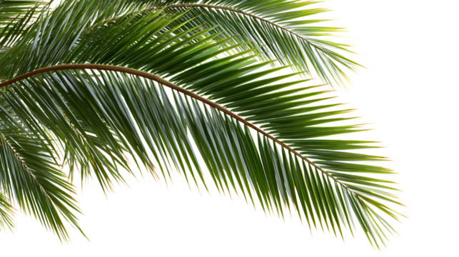 Vibrant green palm fronds sway gently, evoking tropical paradise and serene summer vibes. Isolated on white background