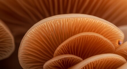 Nature wallpaper. Close-up of Mushroom Gills in Warm, Earthy Tones Macro