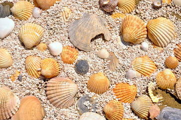 Shells of Faith: A Garden Tribute to the Camino de Santiago in Portugal