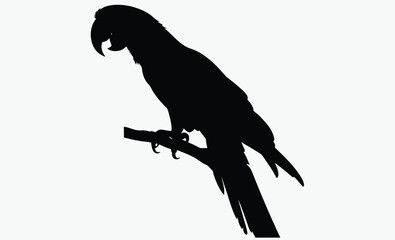 Parrot silhouette, tropical bird vector, perched animal icon, Parrot silhouette isolated vector illustration 