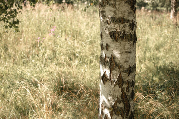 Birch tree in the park in summer