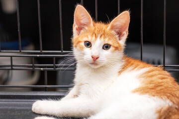 An orange and white cat is in a cage, looking at the camera
