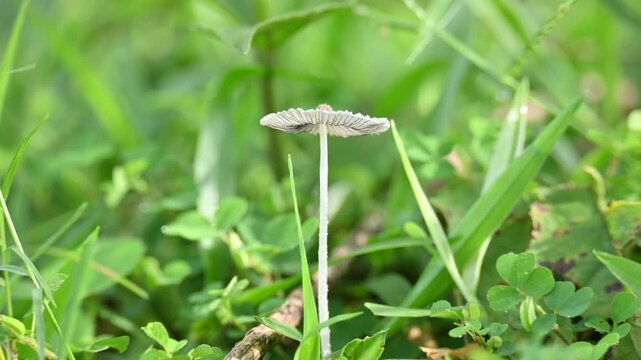 Coprinopsis lagopus mushroom. It &nbsp;is a species of&nbsp;fungus&nbsp;in the family&nbsp;Psathyrellaceae. It is commonly known as the&nbsp;harefoot mushroom. It is a delicate and short lived fungus.
