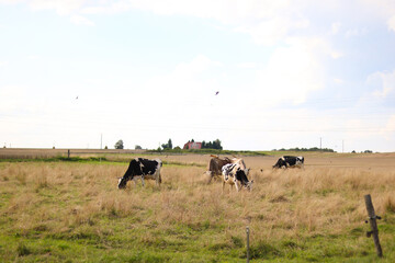 Cows Grazing in a Serene Rural Landscape