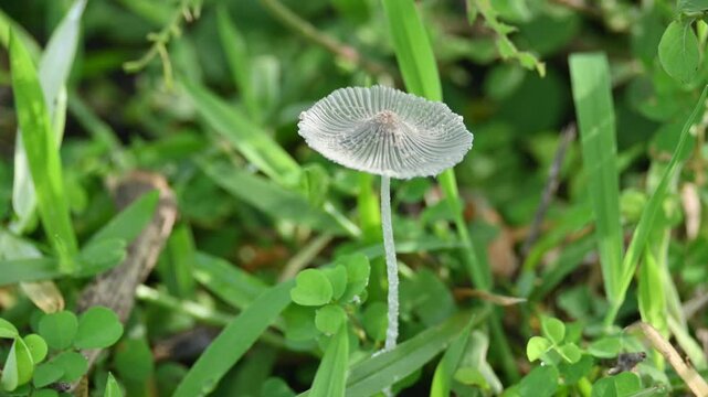 Coprinopsis lagopus mushroom. It &nbsp;is a species of&nbsp;fungus&nbsp;in the family&nbsp;Psathyrellaceae. It is commonly known as the&nbsp;harefoot mushroom. It is a delicate and short lived fungus.
