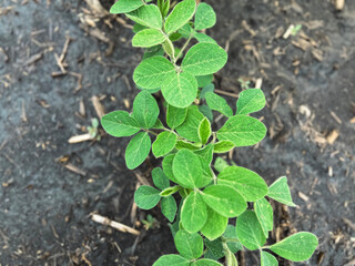 Overhead view of young soybean plants in fertile soil. No-till agricultural field located in the Midwest, USA. Captured in early June.